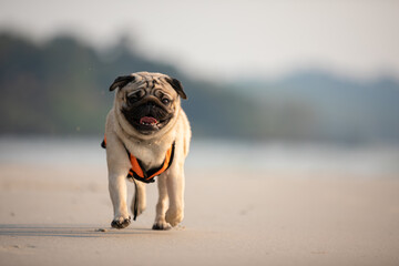 dog pug breed running on the beach with life jacket so fun