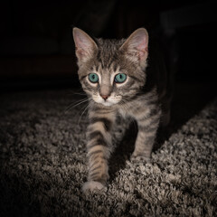 Cute furry tabby kitten Playfull