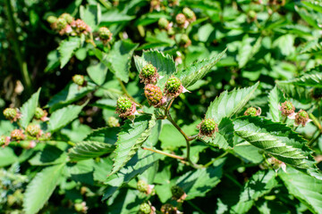 Many delicate small green fruits on large blackberry bush in direct sunlight towards clear blue sky, in a garden in a sunny summer day, beautiful outdoor floral background photographed with soft focus