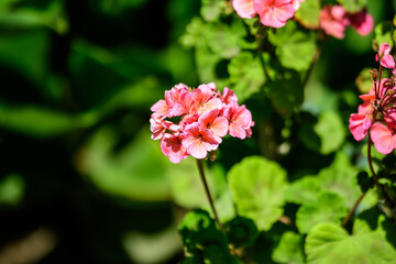 Group of vivid pink Pelargonium flowers (commonly known as geraniums, pelargoniums or storksbills) and fresh green leaves in a pot in a garden in a sunny spring day