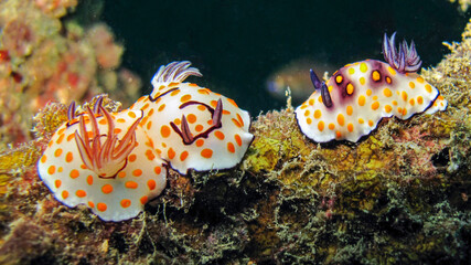 Strange fried eggs live on the bottom of the sea. Nudibranchs. Similan Islands (Thailand)
