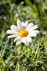 White and yellow Daisy flower closeup