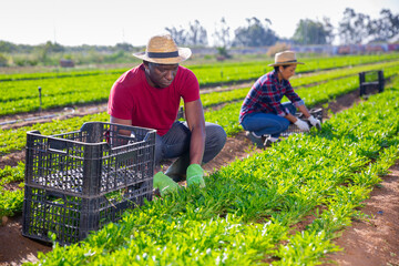 Afro-american man harvesting ripe arugula in a box