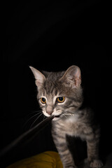 Cute furry tabby kitten Playfull