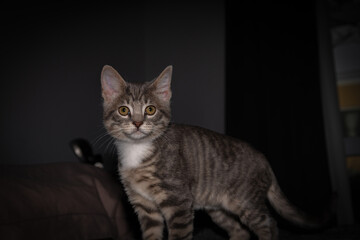 Cute furry tabby kitten Playfull