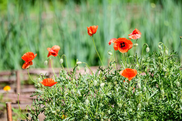 Close up of many red poppy flowers and blurred green leaves in a British cottage style garden in a sunny summer day, beautiful outdoor floral background photographed with soft focus.