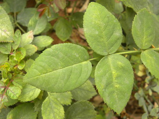 Green color leaves of Rose plant