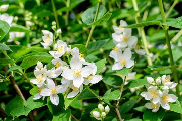 Fresh delicate white flowers and green leaves of Philadelphus coronarius ornamental perennial plant, known as sweet mock orange or English dogwood, in a garden in a sunny summer day, beautiful outdoor