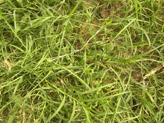 Green grass in garden