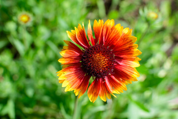 Top view of one vivid yellow and red Gaillardia flower, common name blanket flower,  and blurred green leaves in soft focus, in a garden in a sunny summer day, beautiful outdoor floral background.
