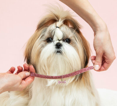 a beautiful collar for a puppy, a man tries on a dog decoration