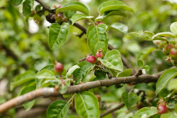 small young apples growing on a tree