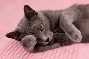 Cat relaxing on the couch. Russian blue cat relaxing on the sofa