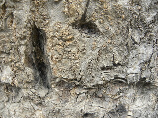 Gray broken tree bark textured background	
