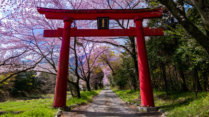 Cherry blossom - Shiga Province Japan lake Biwako 桜 滋賀県 琵琶湖