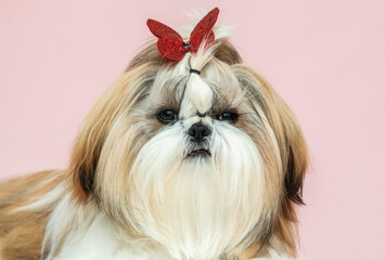 beautiful well groomed cute puppy with a red bow on his head