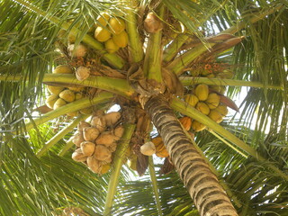 Fototapeta premium Big Coconut tree with coconuts at the top