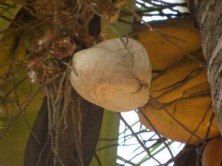 Brown color Coconut growing on tree