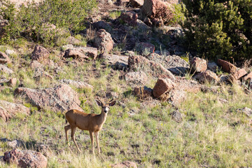 Herd of Mule Deer
