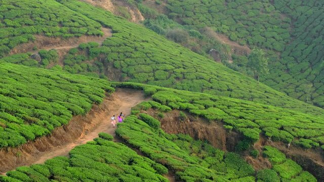 Tea plantations in Munnar, Kerala state, India.
