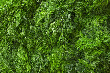 Fresh green dill background. Green dill texture. View from above.