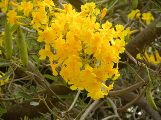 Bright yellow color flowers of Caribbean Trumpet tree or Tabebuia aurea or Silver trumpet tree or Tree of gold