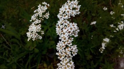 moss covered with moss
