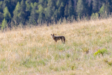 Coyote Hunting Prairie Dogs