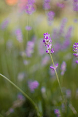 Gentle purple lavender flowers grow on the field outdoors for a bouquet