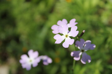 velvet flower