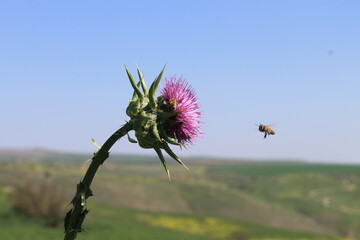 bee on a flower