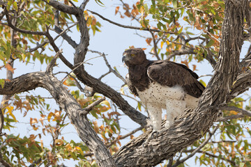 Martial eagle (Polemaetus bellicosus) perched in a tree in Etosha National Park, Namibia.