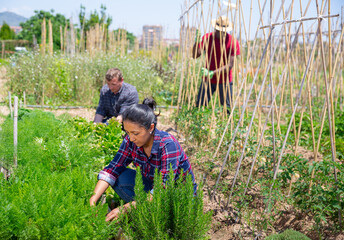 Latino woman cultivates rosemary plants on a field