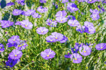 lots of little blue flowers close-up, summer sun