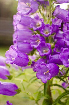 Campánula The name of the genus comes from the Latin word meaning "bell" and is associated with the shape of flowers.