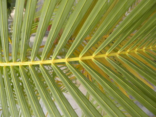 Green leaves of Palm or Arecaceae or Palmae tree