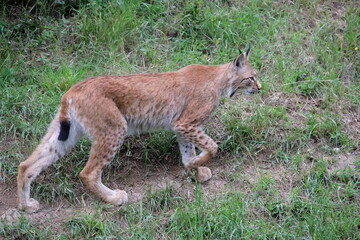 Naklejka premium Beautiful red lynx