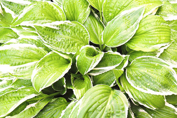 Green background. Variegated green leaves of hosts. Ecology concept. Selective focus.