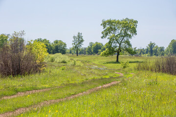 country road in a flowering spring meadow on a sunny day