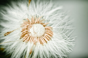 Fototapeta premium dandelion seed head