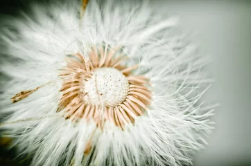 Rolgordijnen dandelion seed head © Мария Климченкова