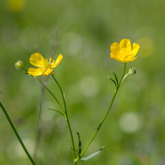 yellow buttercup closeup, blurred background