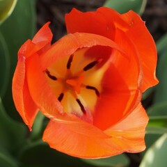 Tulip Flower Blooming in Spring with Orange and Yellow Stripes in Close-Up Soft Focus on Petals