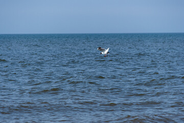 Gull dive into the North Sea on St. Peter-Ording