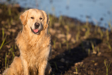 Obraz premium A dog, a Golden Retriever, walks on the street at night at sunset.