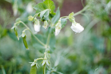 Green peas for healthy diet food and soup