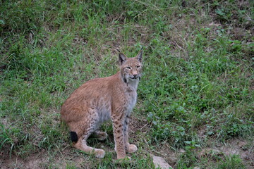 Obraz premium Beautiful red lynx
