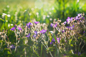 Beautiful purple flowers on the field during the evening sunset.