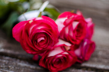 Beautiful fresh roses grow outdoors in the summer