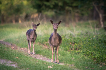 Two deers looking in wonder